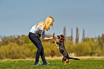 Szkoła na 6 Łap PiesPotrafi.pl szkoła dla psów behawiorysta Szczecin